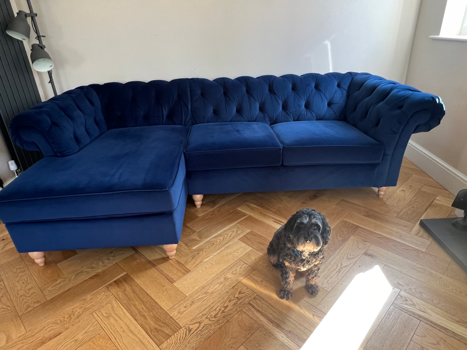 Blue velvet chesterfield corner sofa with a small dog sitting on a herringbone wooden floor