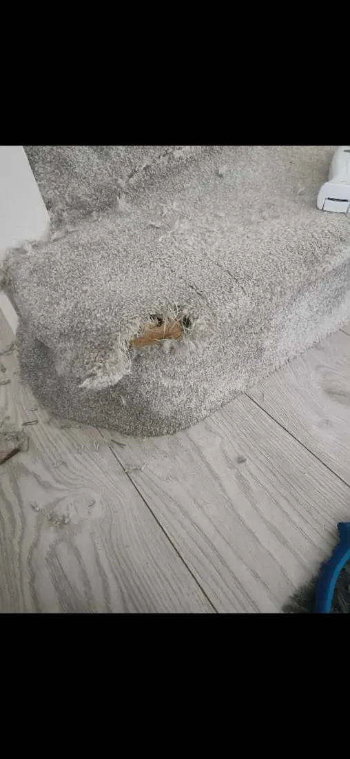 Carpet repair on stairs in Stafford, before professional cleaning